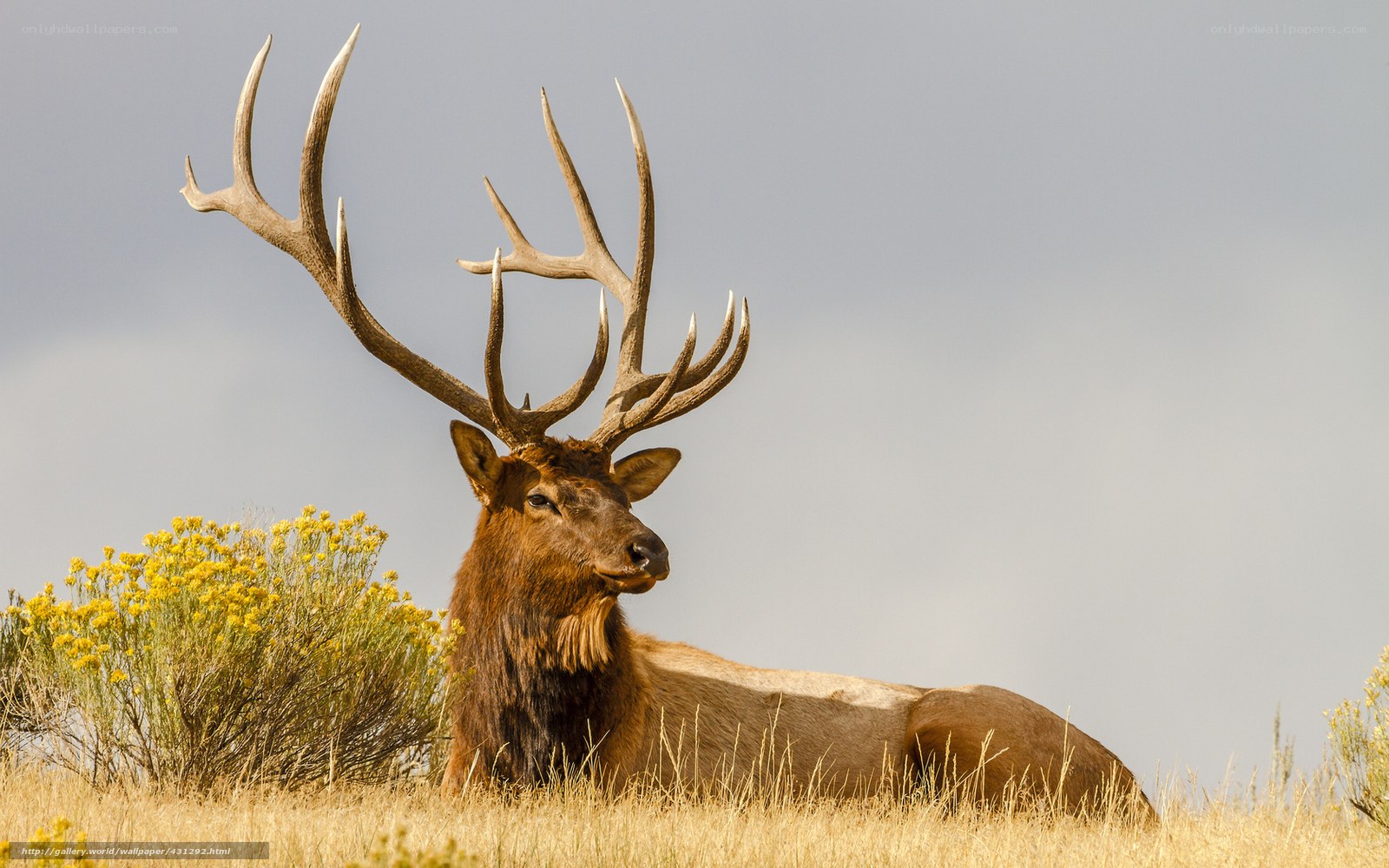 Bull elk resting in field