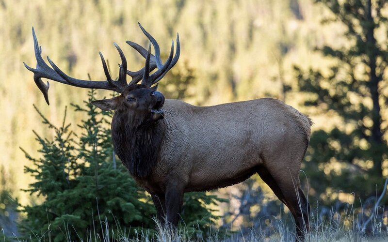 Bull Elk with Antlers — Brown, Natural