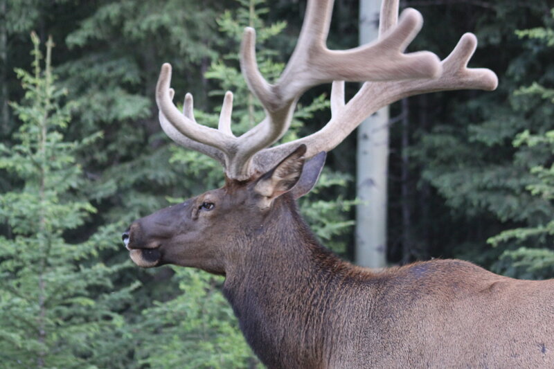 Bull Elk with Antlers — Brown