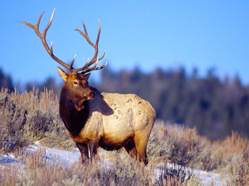 Bull Elk with Antlers