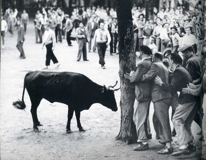 Bull in a crowd