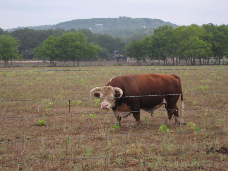 Bull in a fenced field