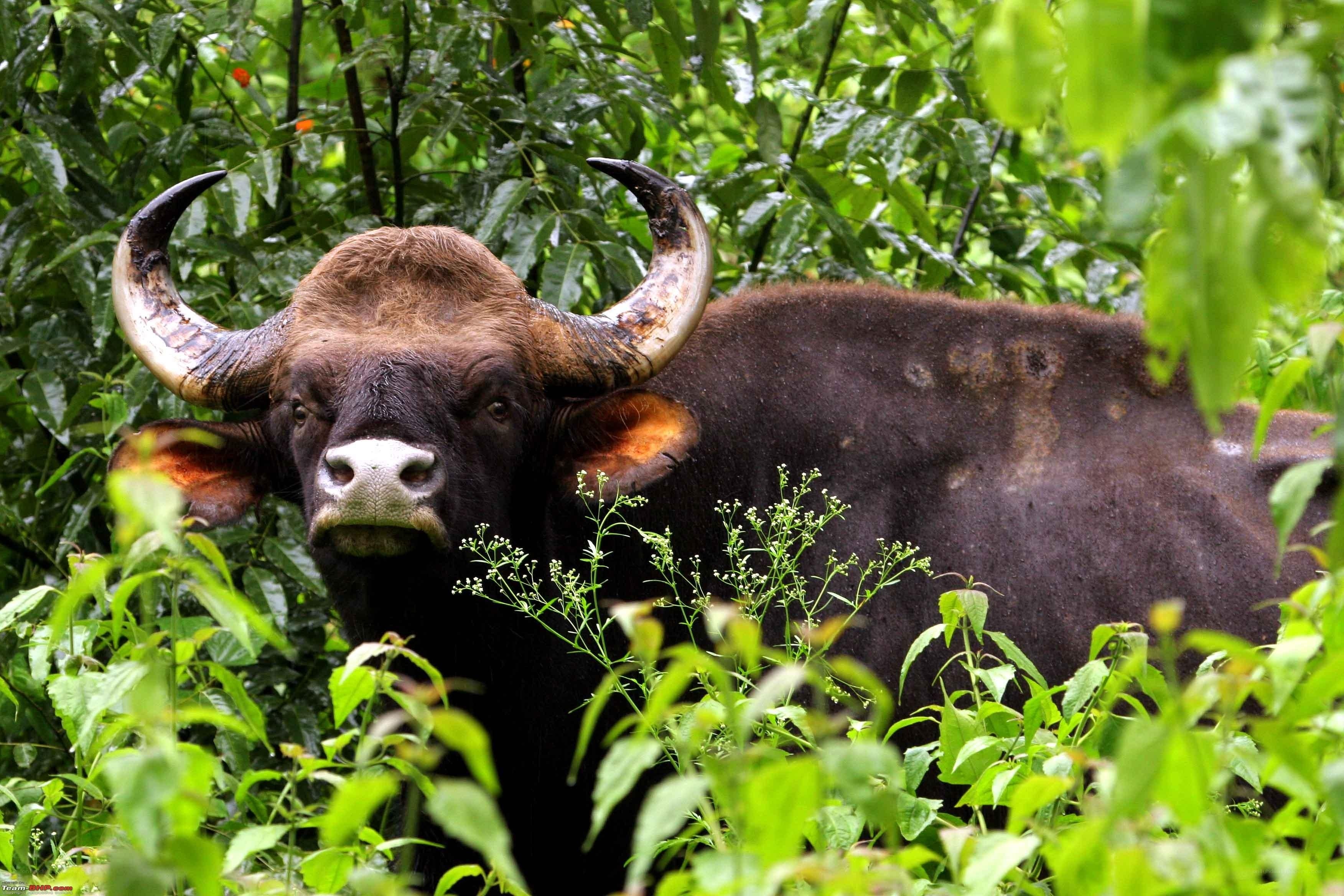 Bull in dense green foliage