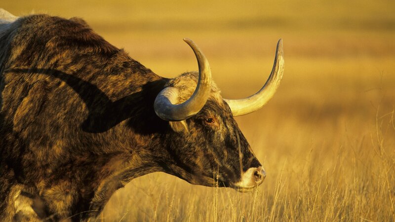 Bull in golden grassland