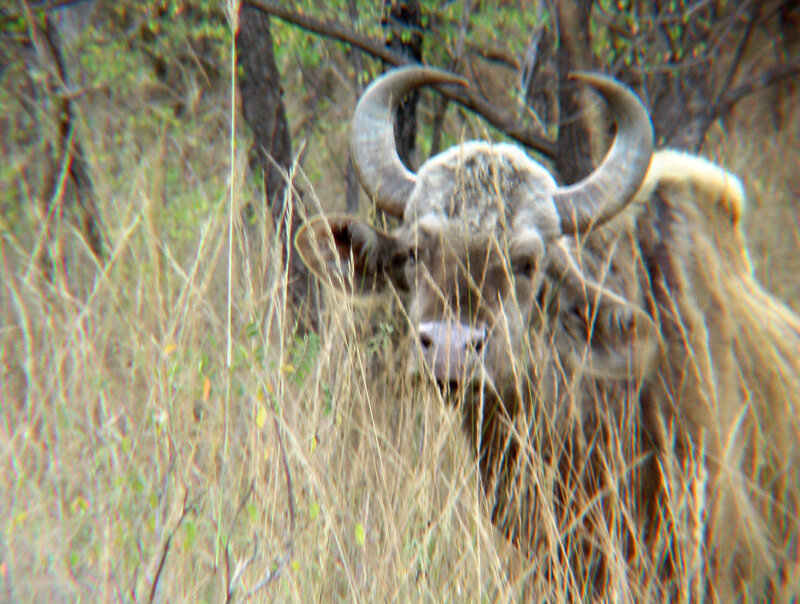 Bull in Tall Grass