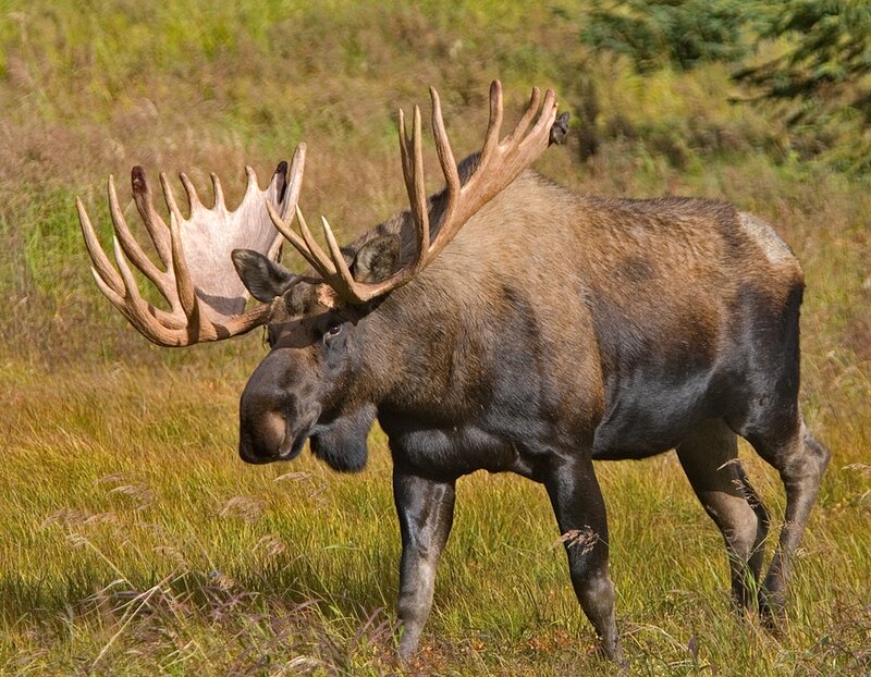 Bull Moose in Field