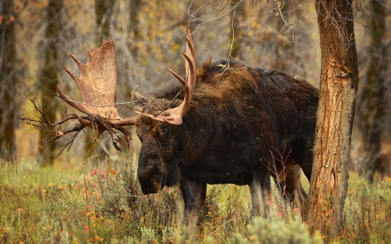 Bull Moose in Forest