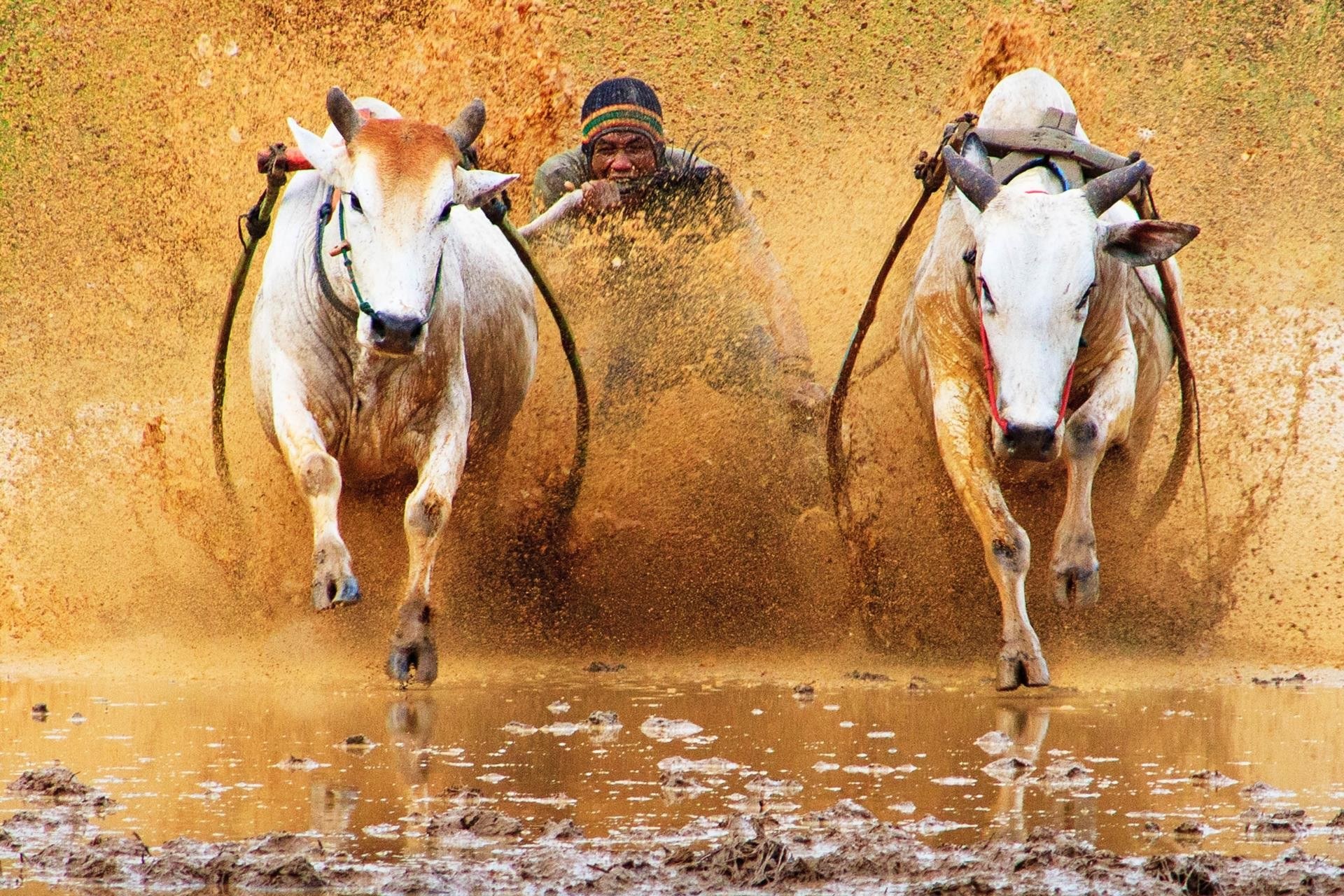 Bull racing in mud
