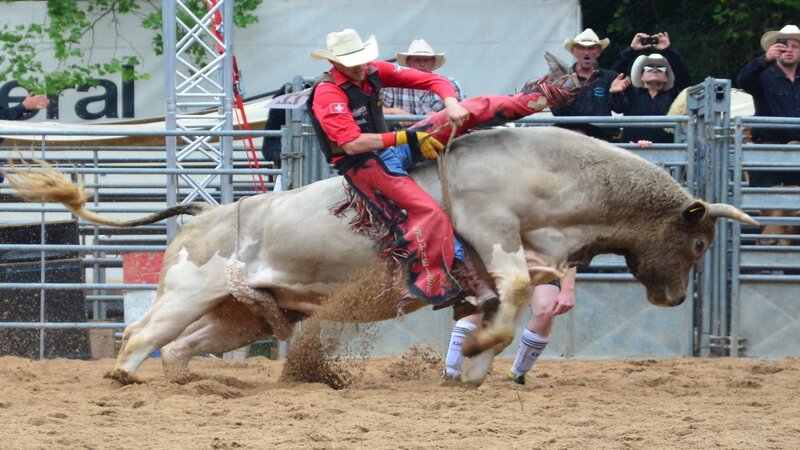 Bull Rider in Arena — Brown