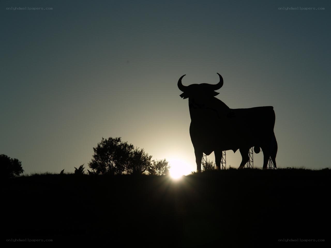 Bull sculpture at sunset