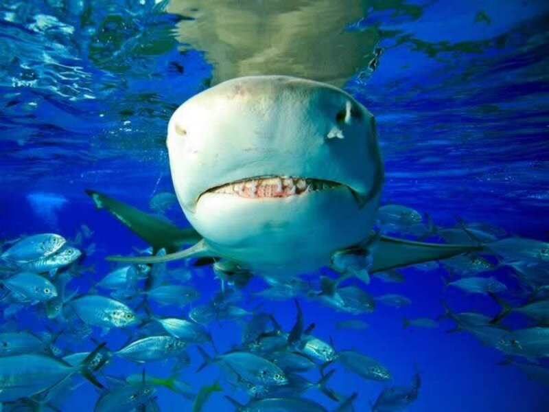 Bull Shark in Water