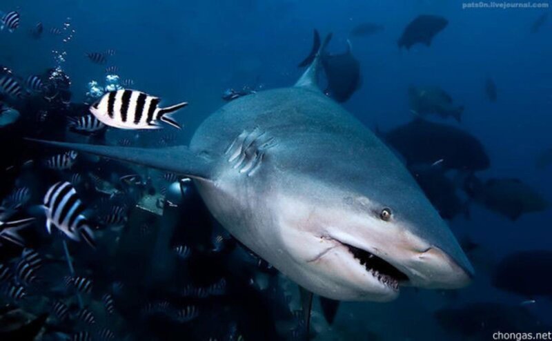 Bull Shark Swimming — Blue, Dramatic