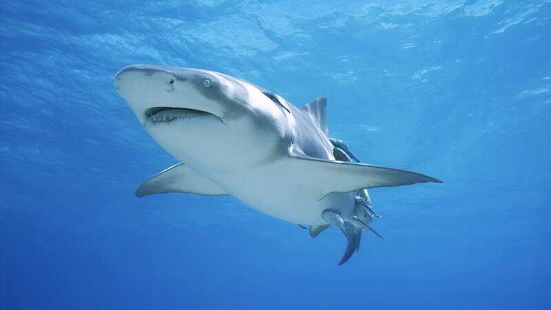 Bull Shark Swimming