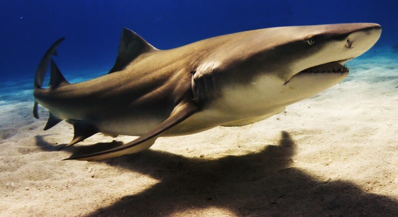 Bull shark swimming underwater