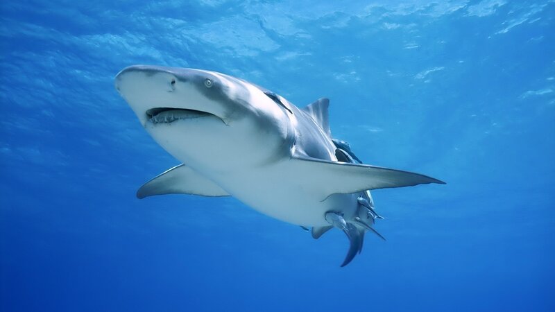 Bull shark swimming underwater