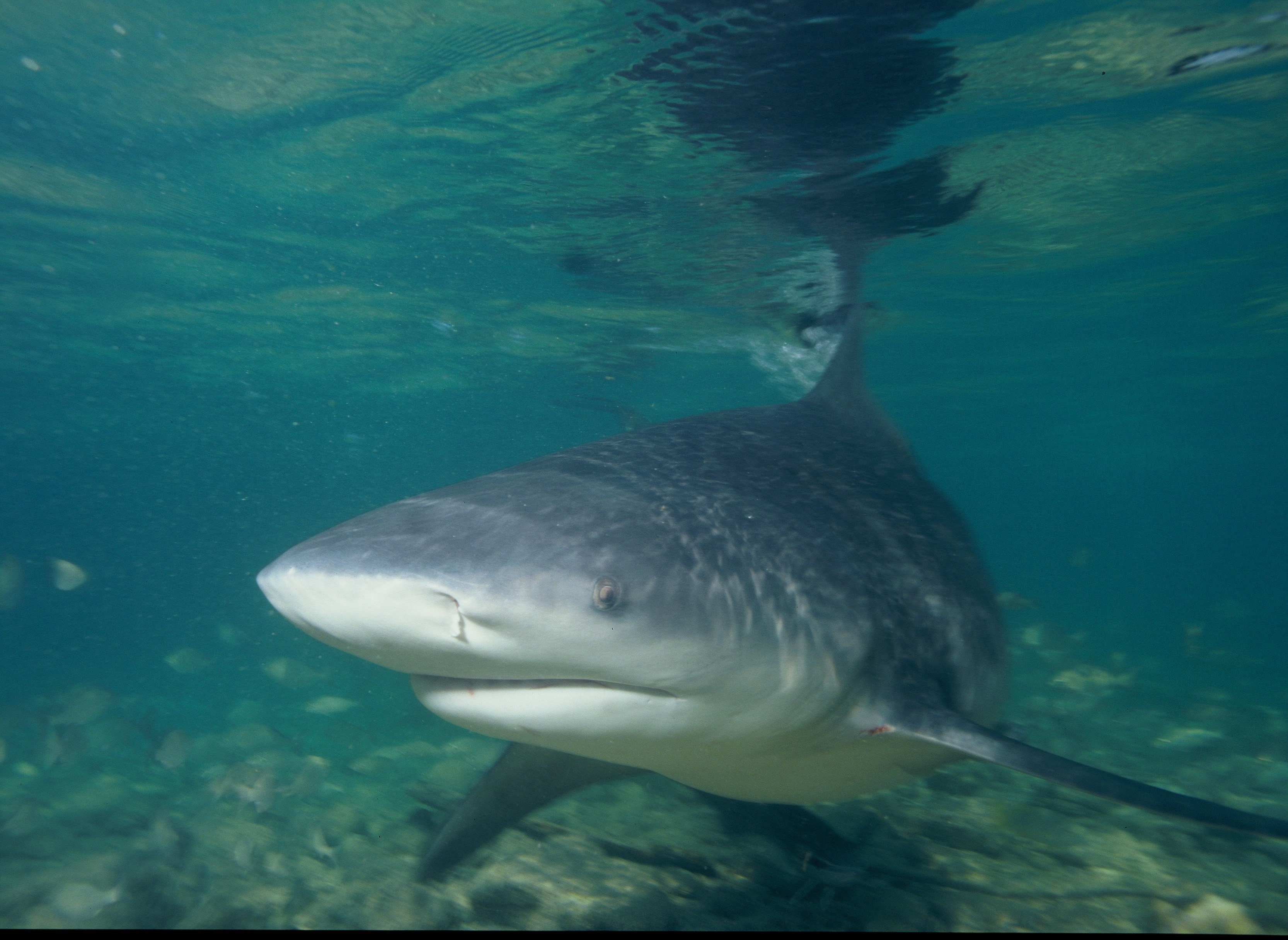 Bull shark underwater