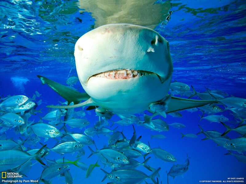 Bull shark with fish school