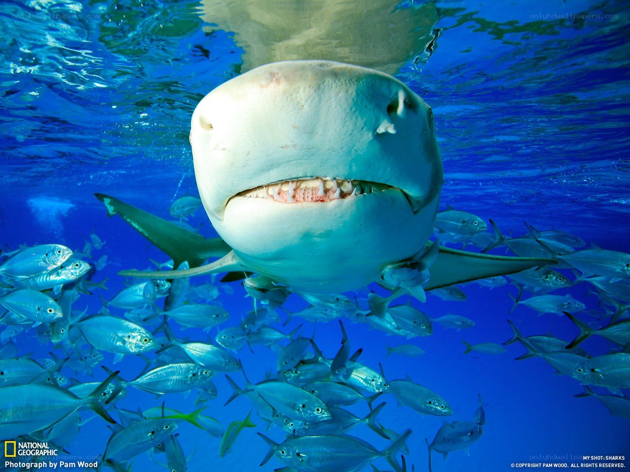 Bull shark with fish school