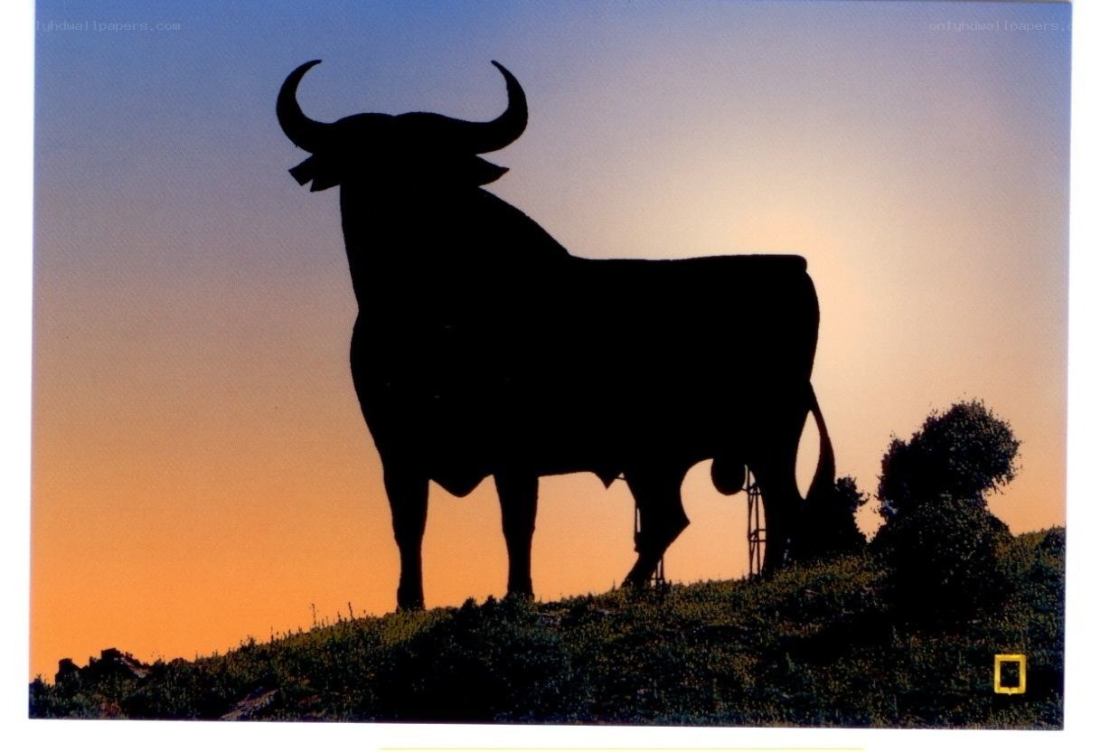 Bull silhouette at sunset