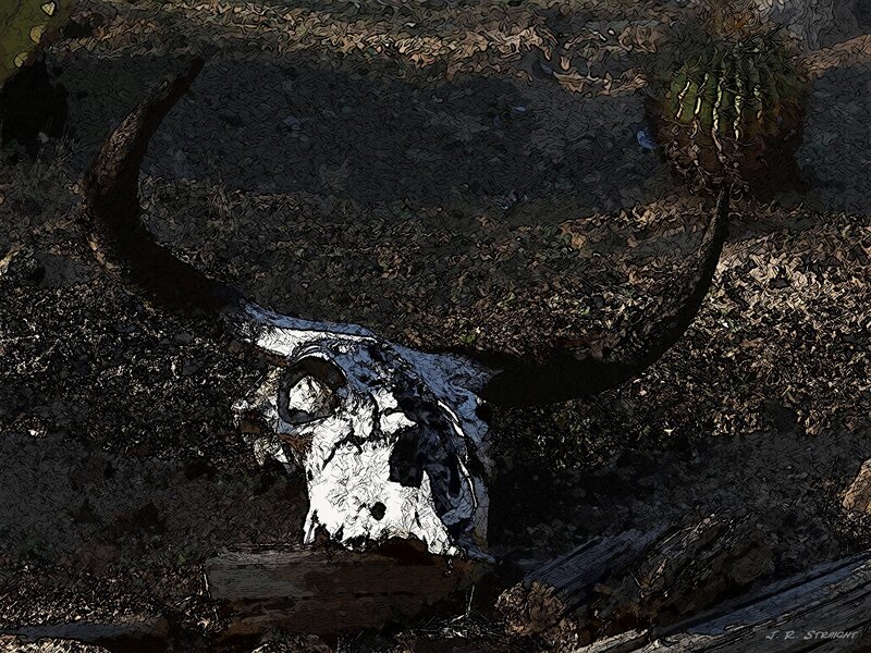 Bull Skull on Ground