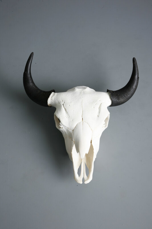 Bull skull with black horns