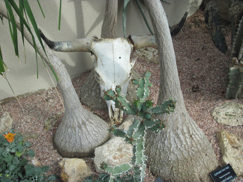 Bull Skull with Cactus