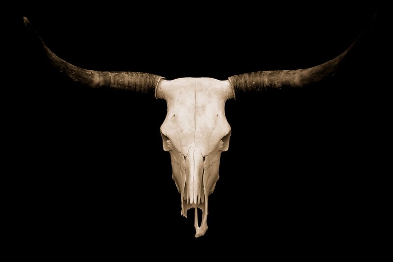 Bull skull with long horns