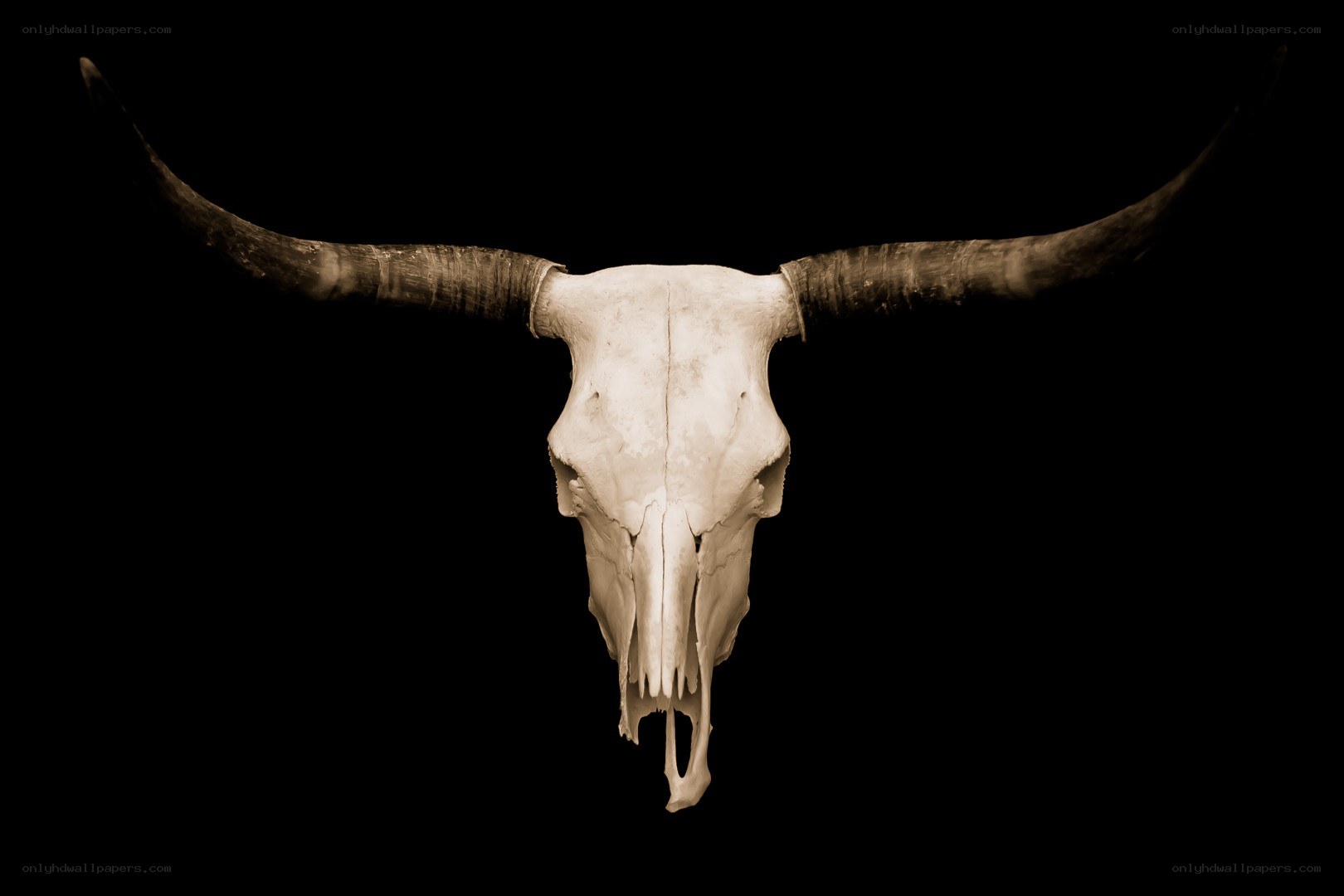 Bull skull with long horns