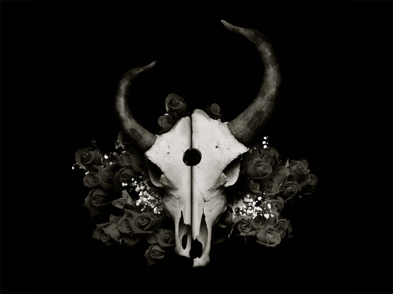 Bull skull with roses