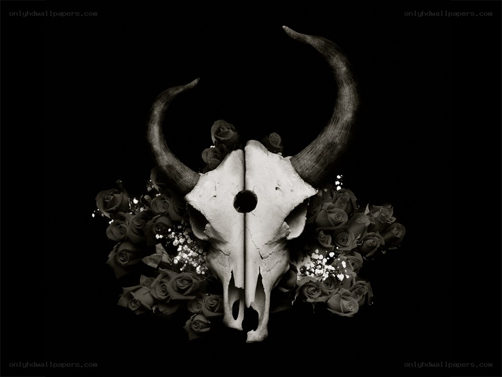 Bull skull with roses