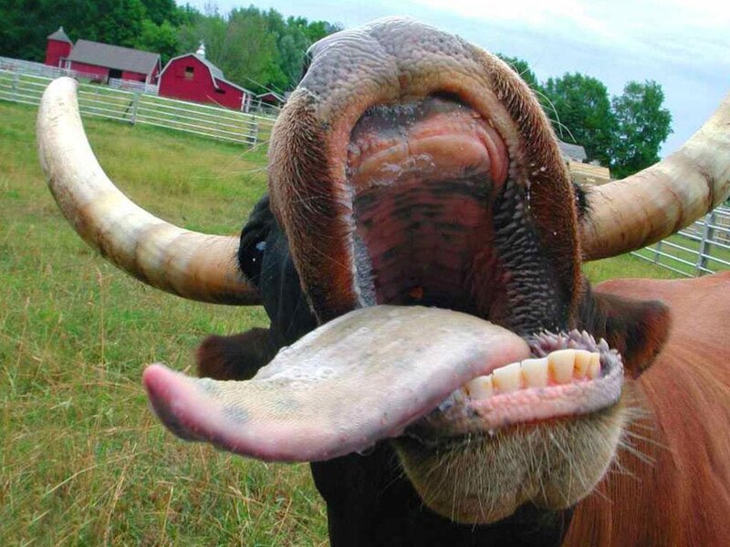 Bull sticking out its tongue