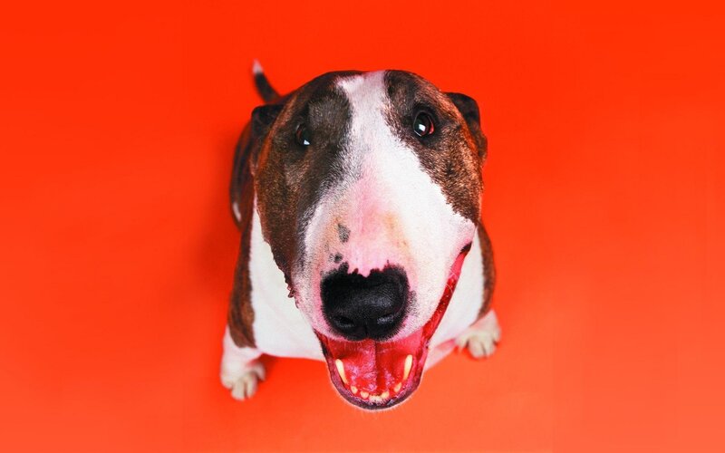 Bull Terrier Dog — Red