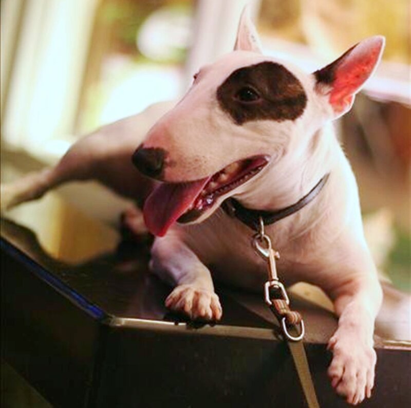 Bull Terrier Dog