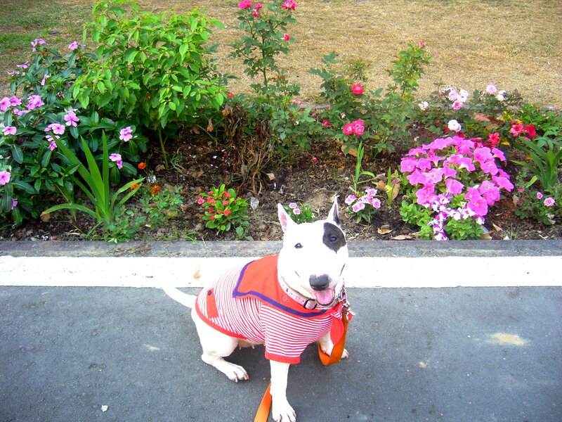 Bull Terrier Dog — White