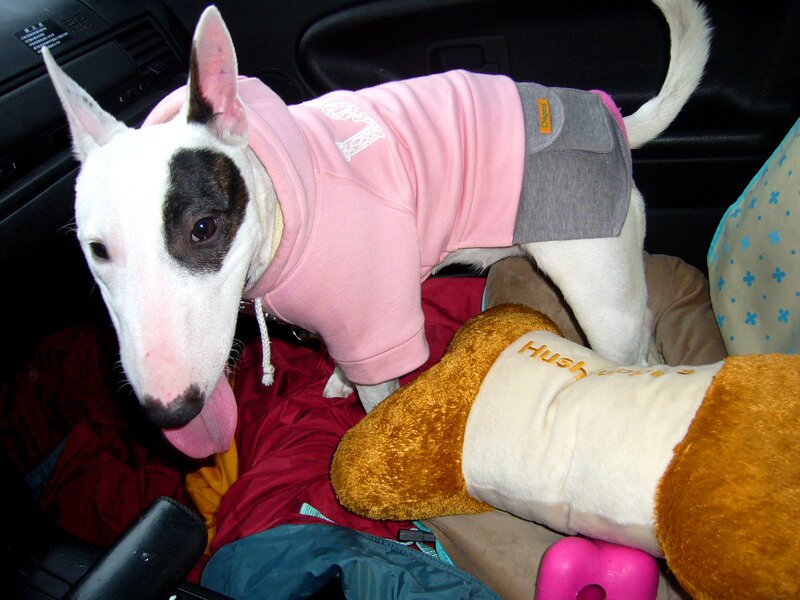 Bull Terrier in Car