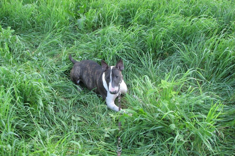 Bull Terrier in Grass — Green