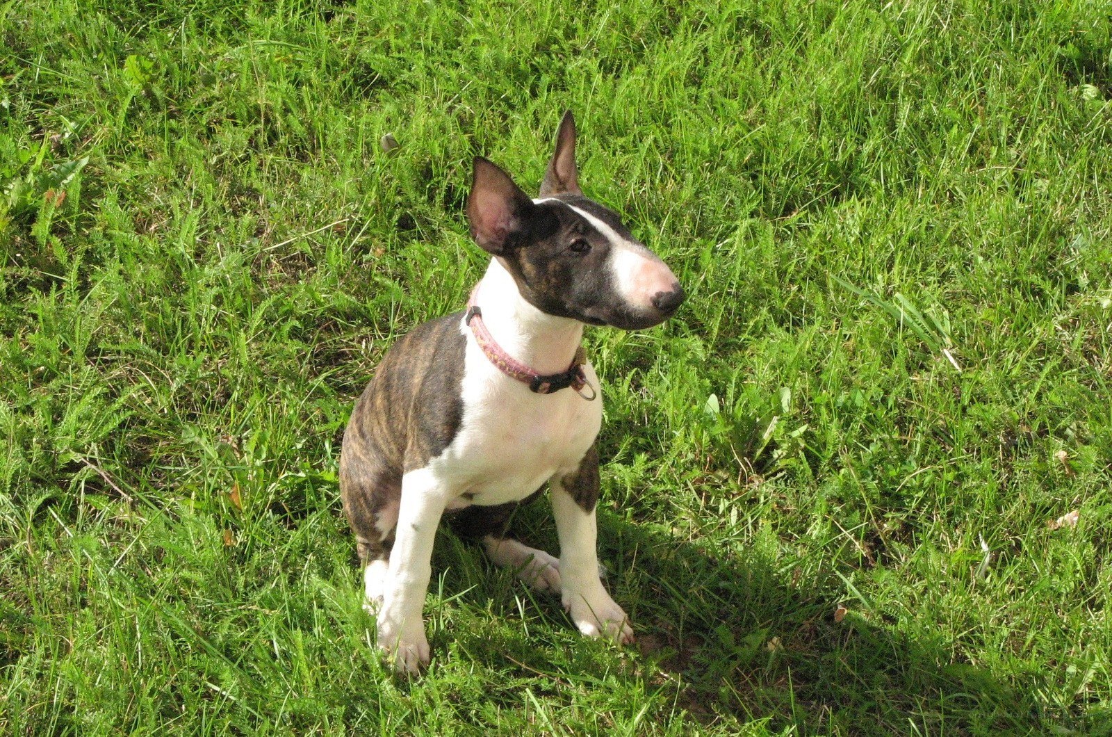 bull terrier in grass