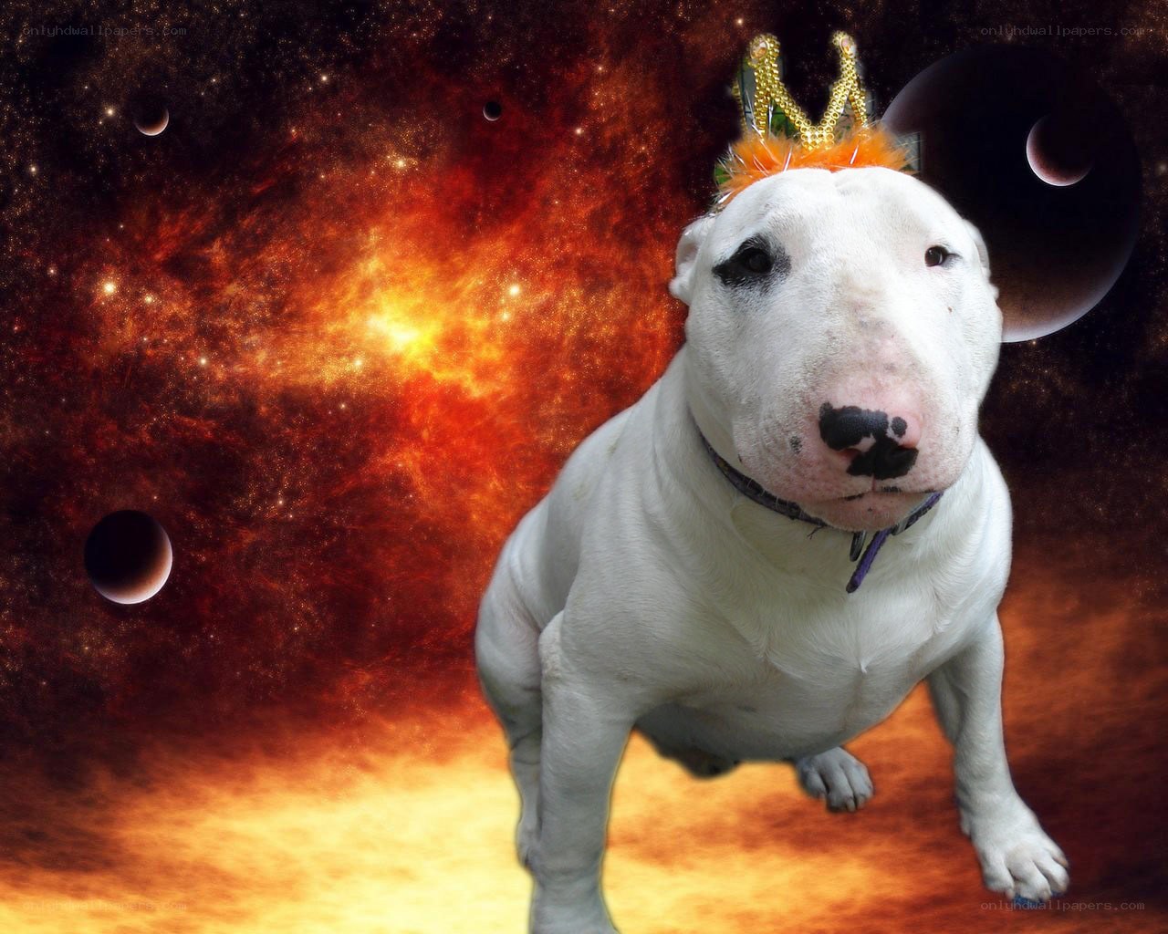 Bull terrier in space crown