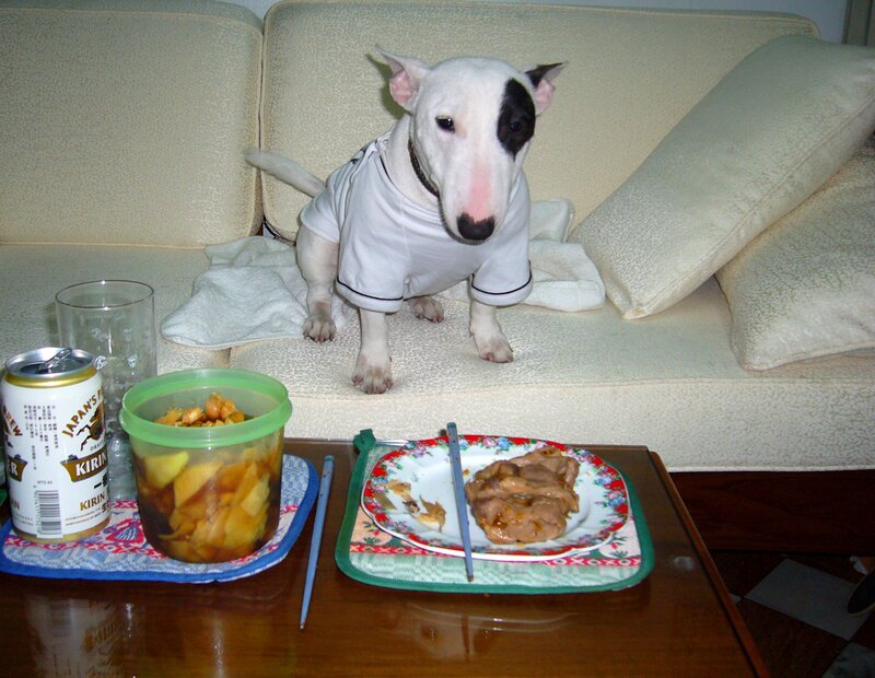 Bull Terrier on Couch