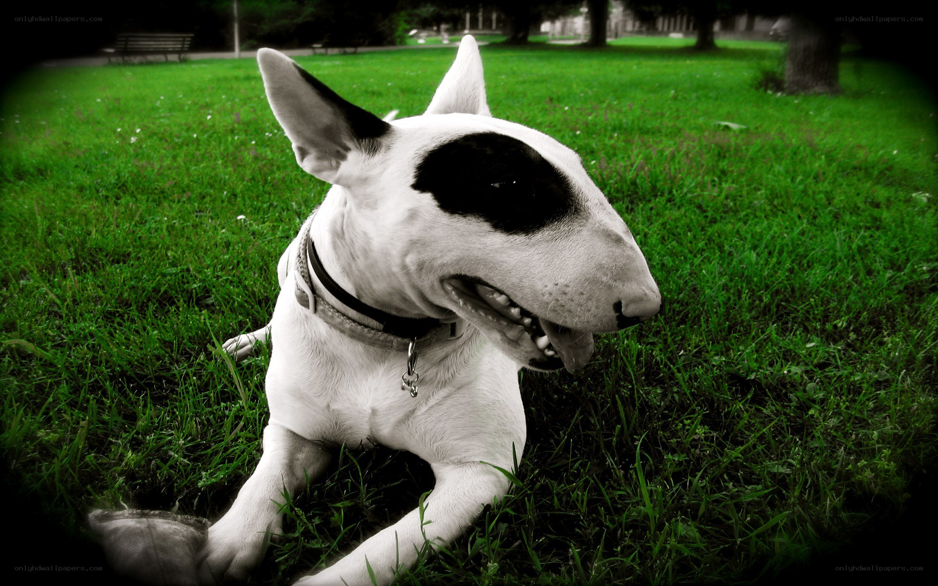 Bull terrier on grass
