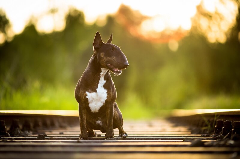 Bull Terrier on Train Tracks