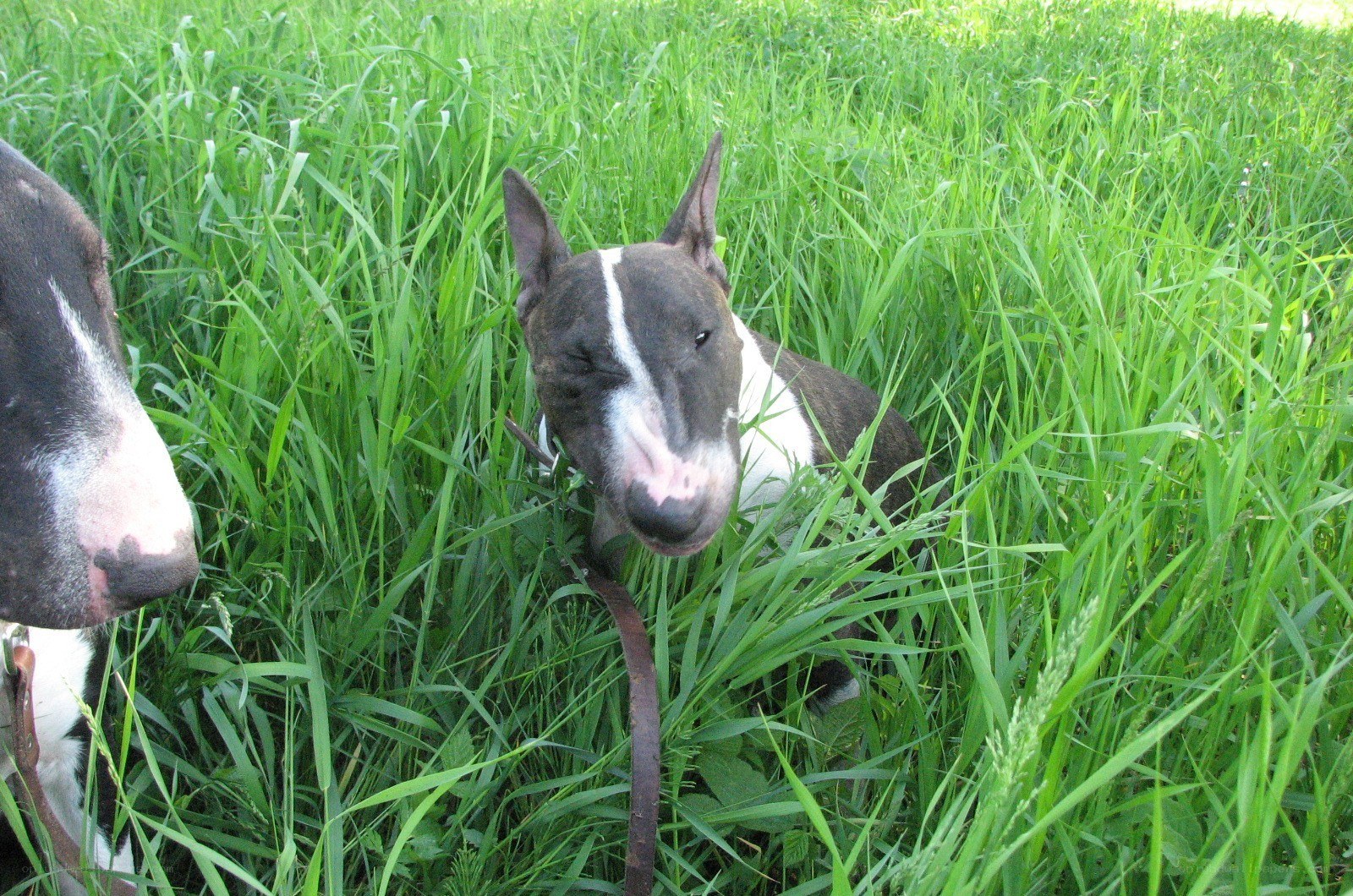 Bull terriers in tall grass