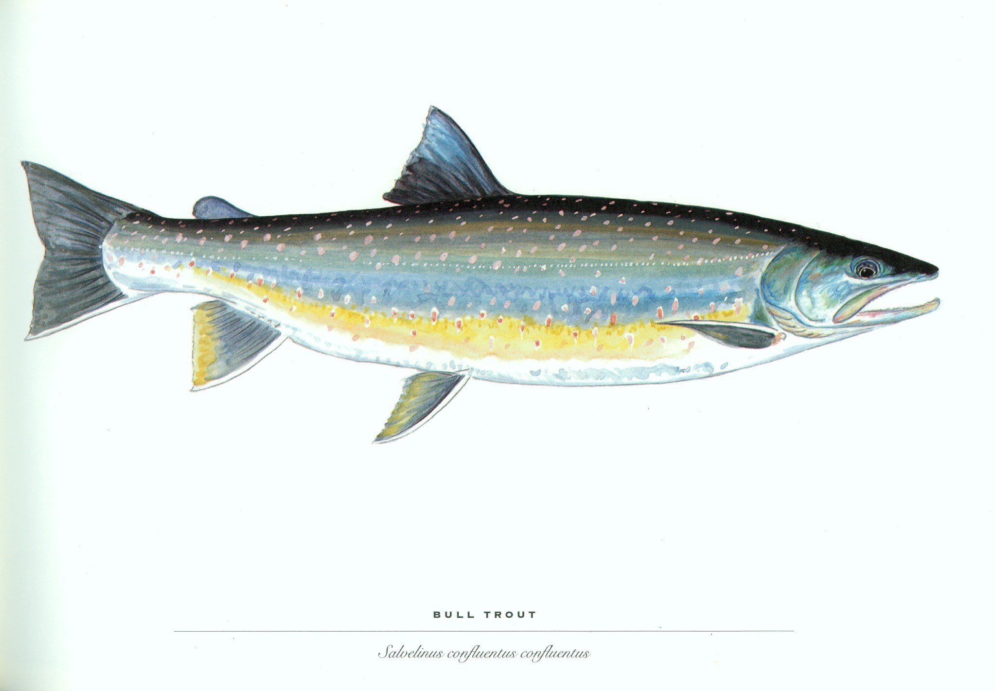 Bull Trout Fish Illustration