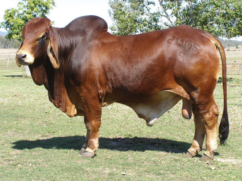Bull with branding on side