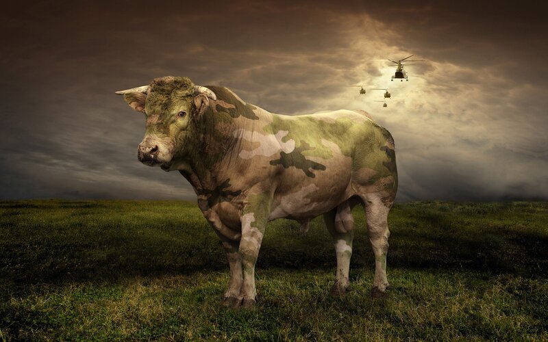 Bull with camouflage and helicopters