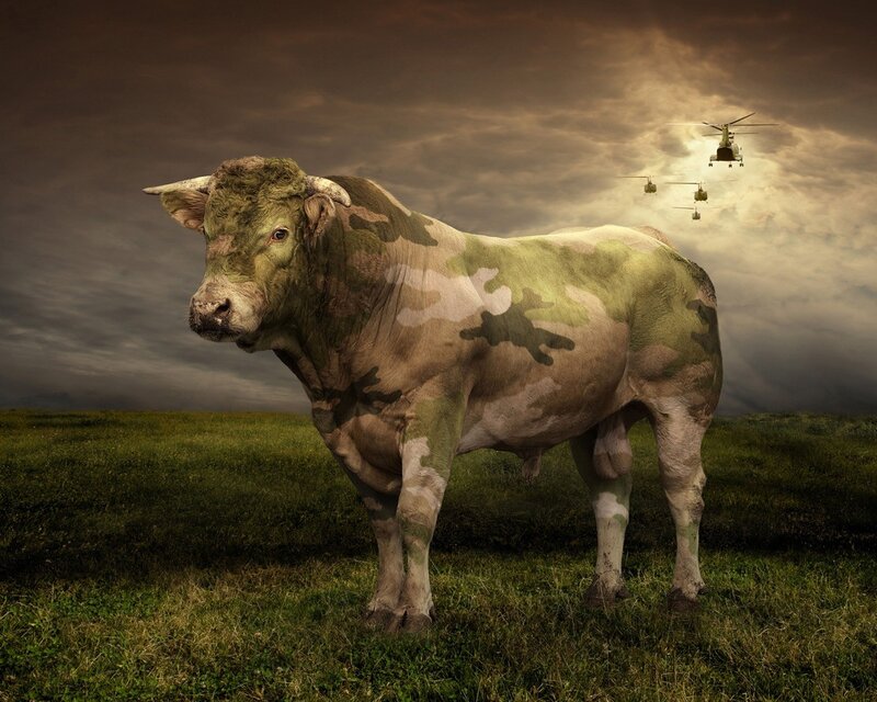 Bull with camouflage pattern