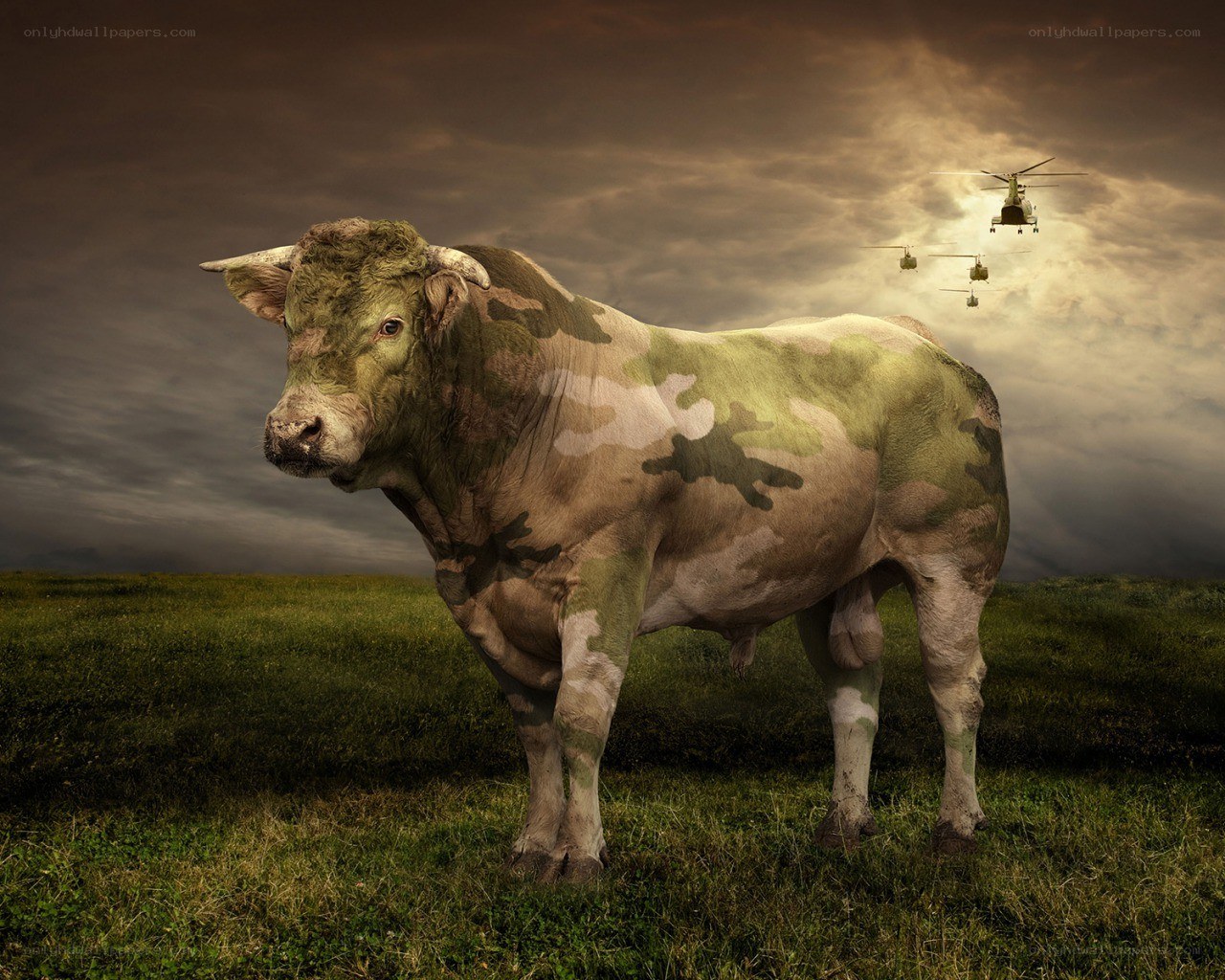 Bull with camouflage pattern