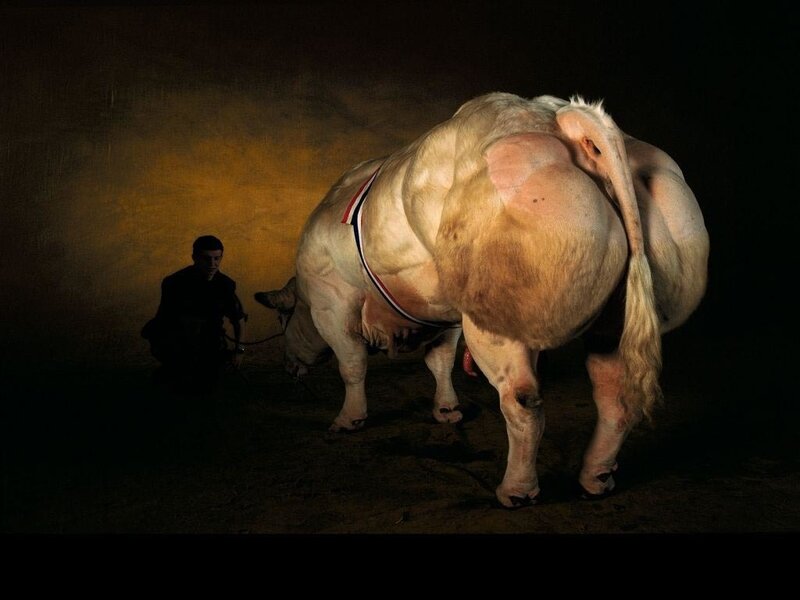 Bull with handler in spotlight