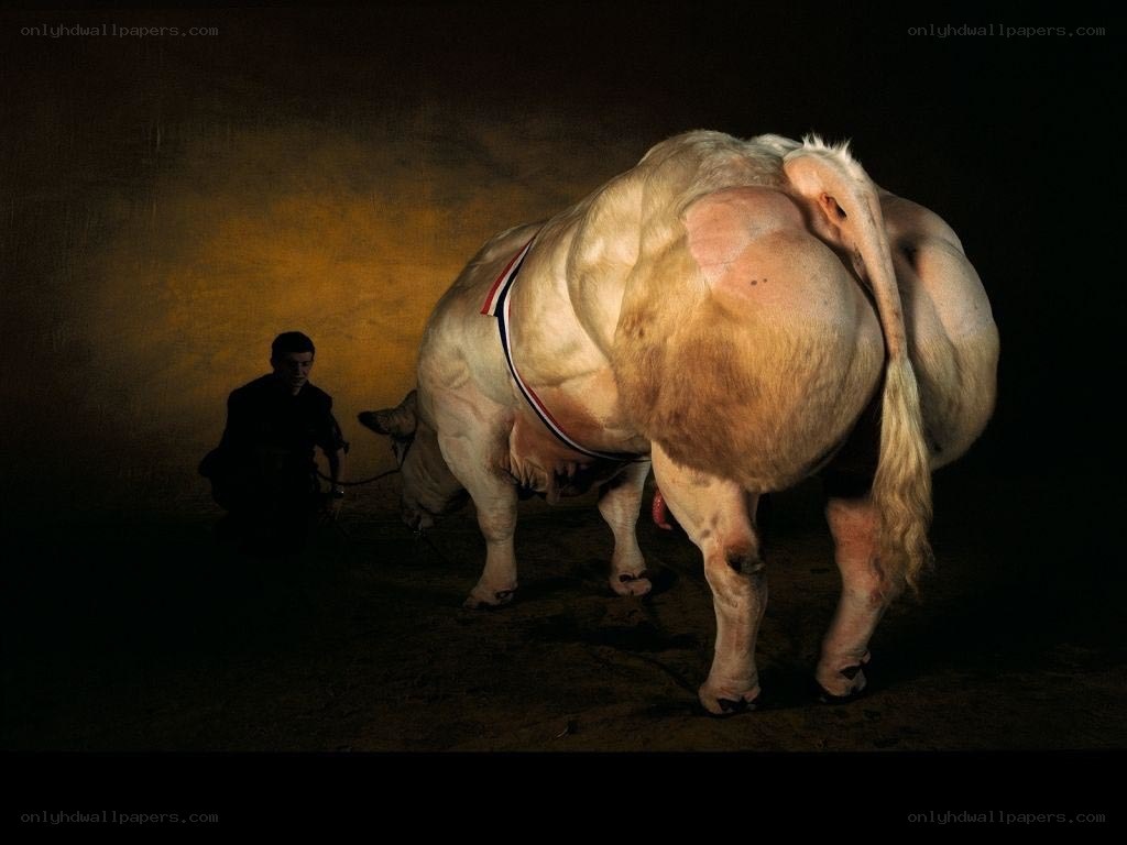 Bull with handler in spotlight