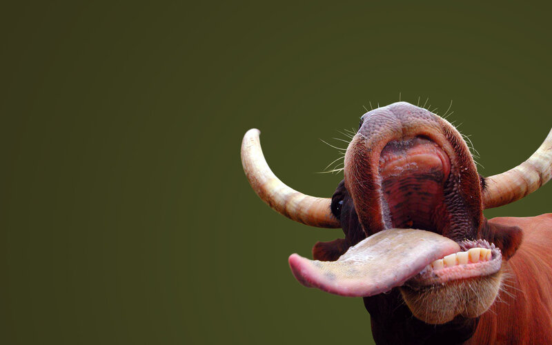 Bull with Open Mouth
